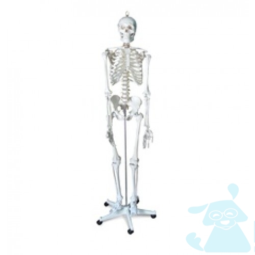 Cкелет людини 170см.