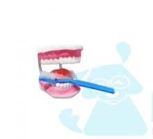 Гігієна зубів. Верхня та нижня щелепи людини