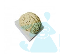 Головний мозок людини
