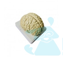 Головний мозок людини