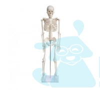 Скелет людини 85см.